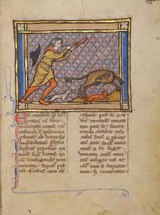 A Hunter and a Beaver; Bestiary, about 1270. Creator: Unknown.