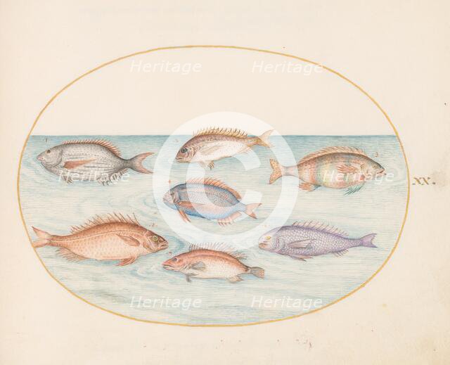 Animalia Aqvatilia et Cochiliata (Aqva): Plate XX, c. 1575/1580. Creator: Joris Hoefnagel.