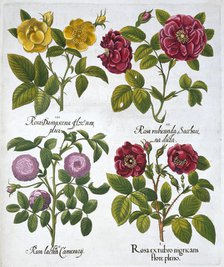 Roses, 1613. Artist: Unknown