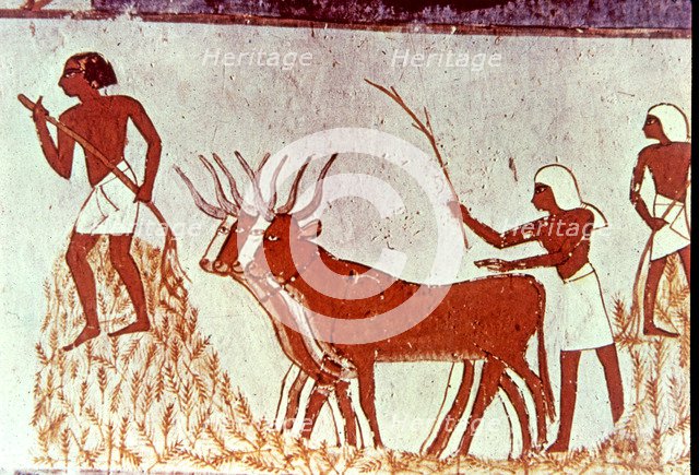 Agricultural scene, fresco in the tomb of Menna (scribe of Tutmés IV), belonging to the XVIII Dyn…