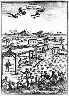 Cultivating and curing tobacco in West Indies using slave labour, 1686. Artist: Unknown