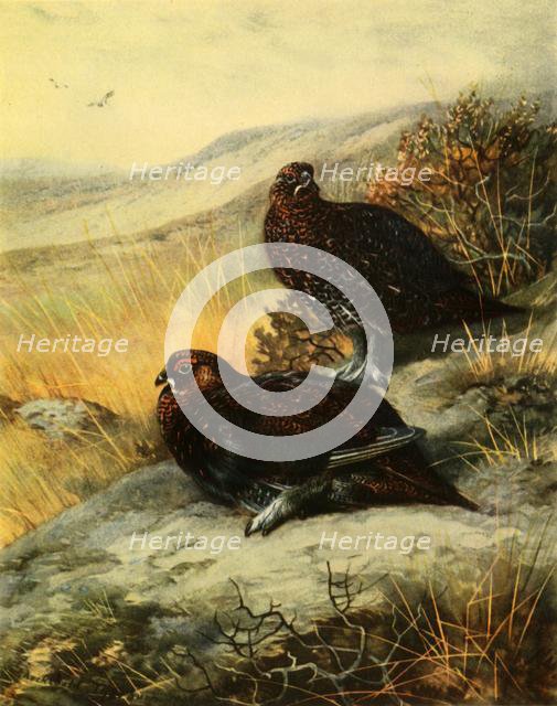 'Red Grouse', 1908, (1942).  Creator: Archibald Thorburn.