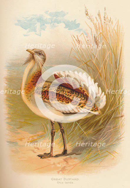 'Great Bustard (Otis tarda)', 1900, (1900). Artist: Charles Whymper.