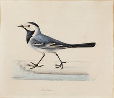 White Wagtail. Creator: Ferdinand von Wright.