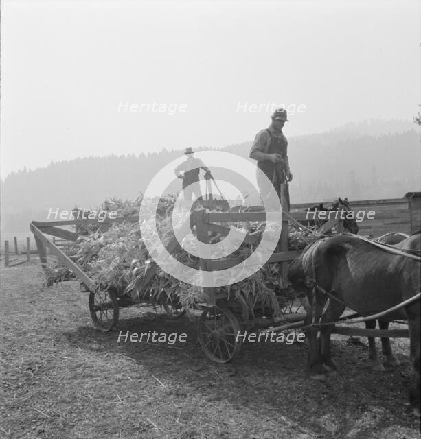 Farmers with wagonload of corn..., near W Street at Carlton, Oregon, 1939. Creator: Dorothea Lange.