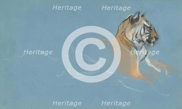 Head of a Tigress, c1900s. Creator: John MacAllan Swan.