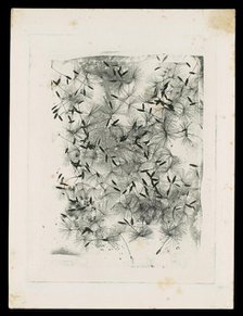 [Dandelion Seeds], 1858 or later. Creator: William Henry Fox Talbot.