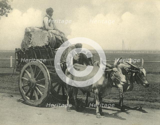 'Bullock Cart'.  Creator: Clifton & Co.