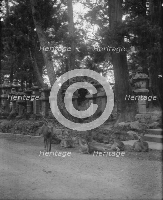 Travel views of Japan and Korea, 1908. Creator: Arnold Genthe.