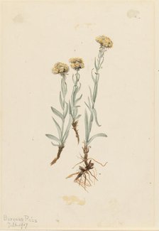 Buff Pussytoes (Antennaria luzuloides), 1917. Creator: Mary Vaux Walcott.