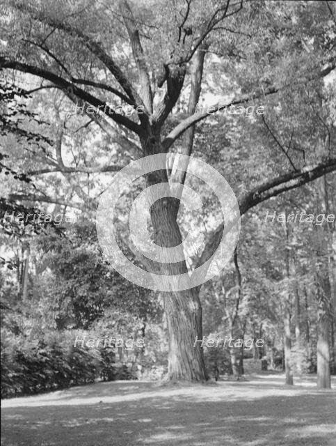 Rothbart, Albert, Mr., grounds, between 1920 and 1935. Creator: Arnold Genthe.