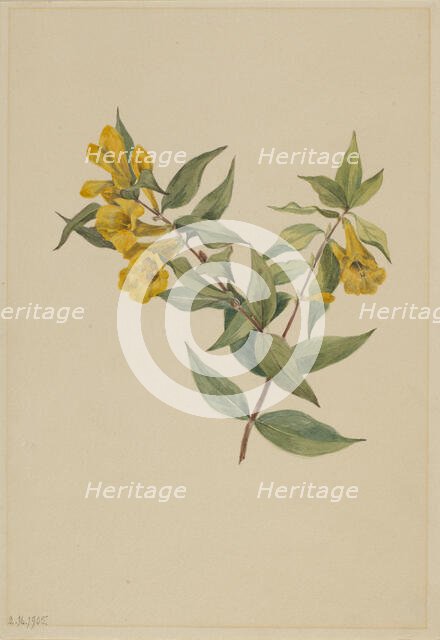 Yellow Jessamine (Gelsemium sempervirens), 1905. Creator: Mary Vaux Walcott.