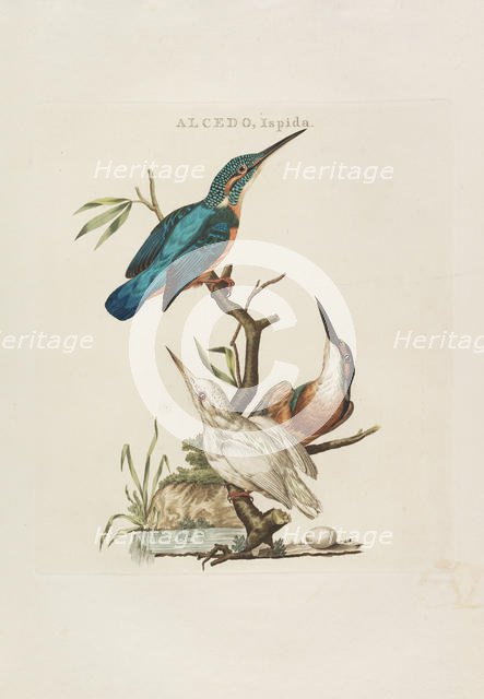 Nederlandsche vogelen: volgens hunne huishouding, aert, en eigenschappen, 1770-1829. Creator: Nozeman, Cornelius (1720-1786).