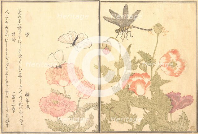 Butterfly (Cho); Dragonfly (Kagero or Tonbo), 1788. Creator: Kitagawa Utamaro.