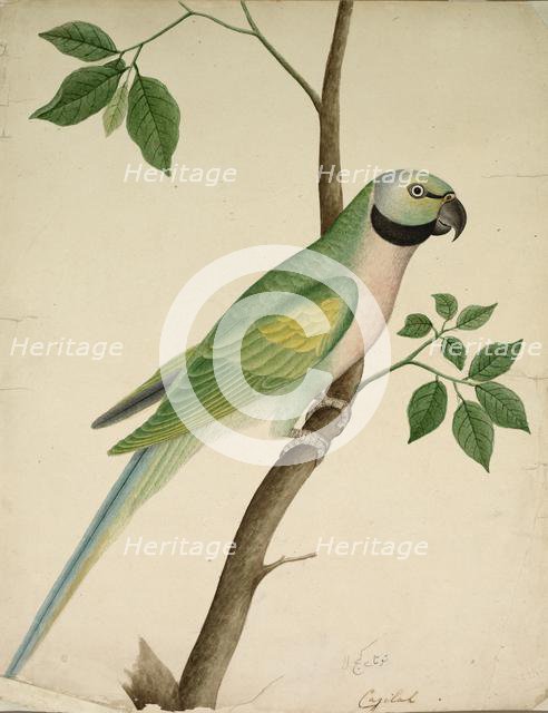 Green Parrot, c. 1820. Creator: Unknown.