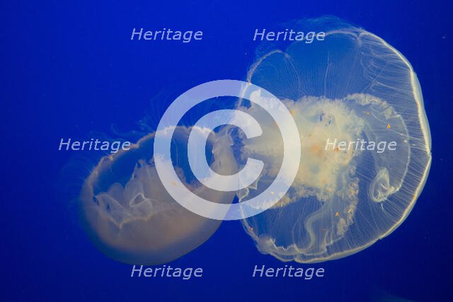 Jellyfish, Monterey Bay Aquarium, Monterey, California, USA, 2022. Creator: Ethel Davies.