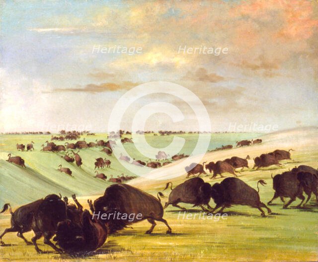 Buffalo Bulls Fighting in Running Season, Upper Missouri, 1837-1839. Creator: George Catlin.