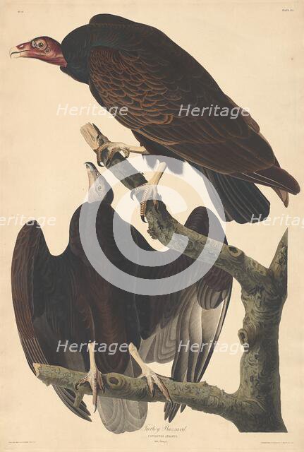 Turkey Buzzard, 1832. Creator: Robert Havell.
