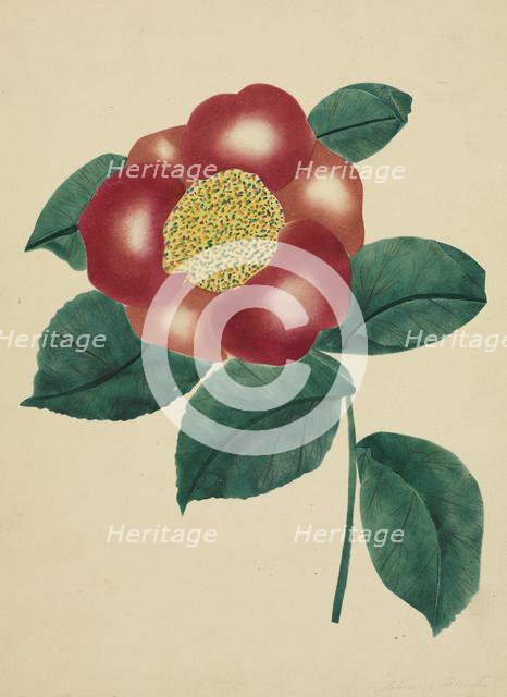 Chinese Flower. Creator: Mary Altha Nims (American, 1817-1907).