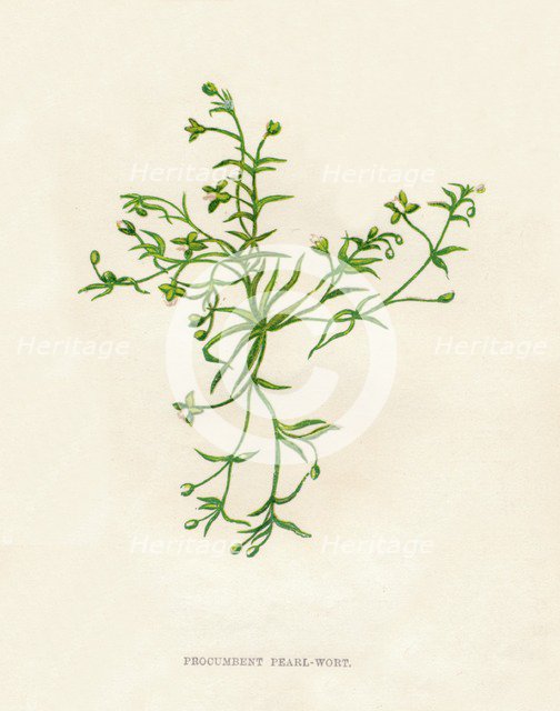 'Procumbent Pearl-Wort', c1891, (1891). Artist: Anne Pratt.