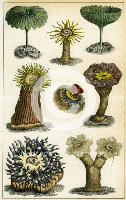 Sea anemones, c19th century.Artist: A Fullarton & Co
