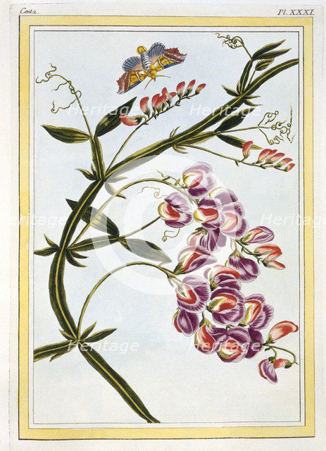 Le Grand Lathyre (Everlasting Sweet Pea),  pub. 1776. Creator: Pierre Joseph Buchoz (1731-1807).