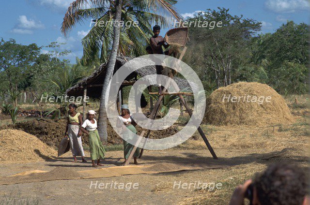 Sri Lankan villagers winnowing rice. Artist: CM Dixon Artist: Unknown