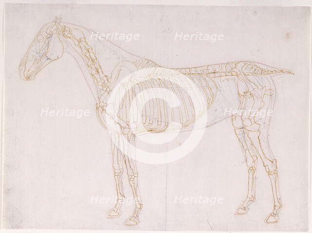 Working drawing of the Blood Vessels for 'The First Anatomical Table of the Muscles ... ', 1756. Creator: George Stubbs.
