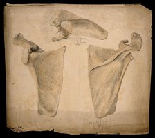 The right scapula: three figures, 1853. Creator: J.C. Whishaw.