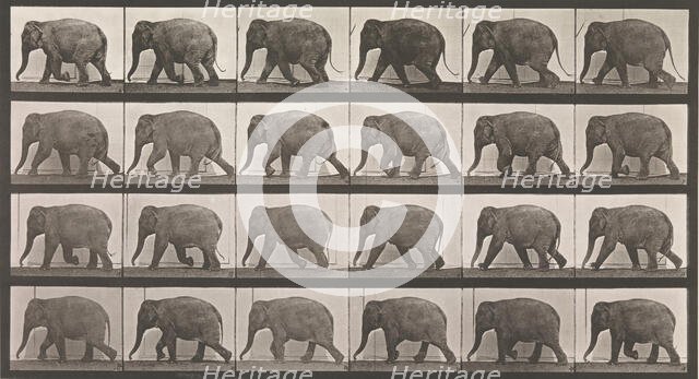 Animal Locomotion. An Electro-Photographic Investigation of Consecutive Phases of Animal ..., 1880s. Creator: Eadweard J Muybridge.