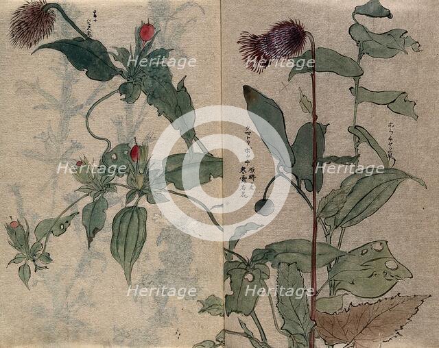 A thistle flower and fruiting plant. Creator: Unknown.