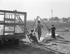 Cotton weigher, Southern San Joaquin Valley, California, 1936. Creator: Dorothea Lange.