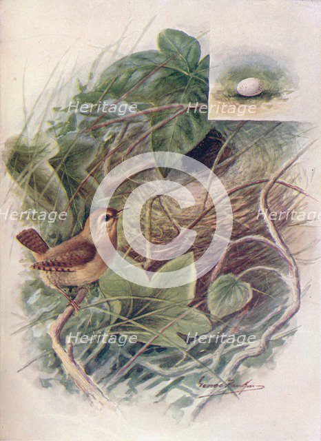 'Wren - Troglod'ytes par'vulus', c1910, (1910). Artist: George James Rankin.