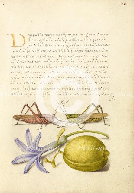 Wart-Biter, Grasshopper, Hyacinth, and Almond, 1561-1562; illumination added 1591-1596. Creator: Joris Hoefnagel.
