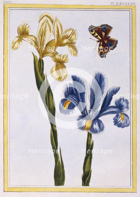 Yellow and Violet Irises,  pub. 1776. Creator: Pierre Joseph Buchoz (1731-1807).