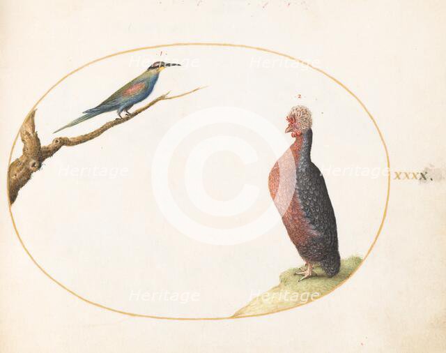 Animalia Volatilia et Amphibia (Aier): Plate XL, c. 1575/1580. Creator: Joris Hoefnagel.