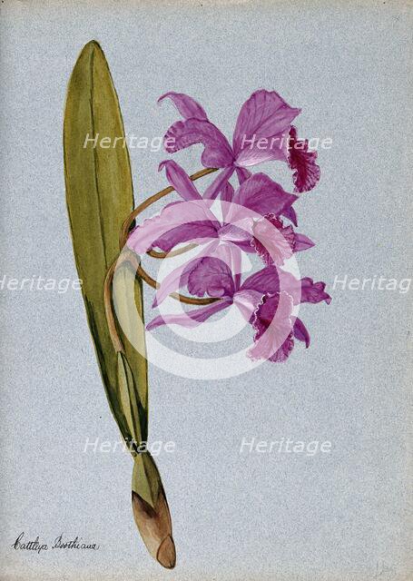 An orchid (Cattleya Boothiana): flowering stem. Creator: Unknown.
