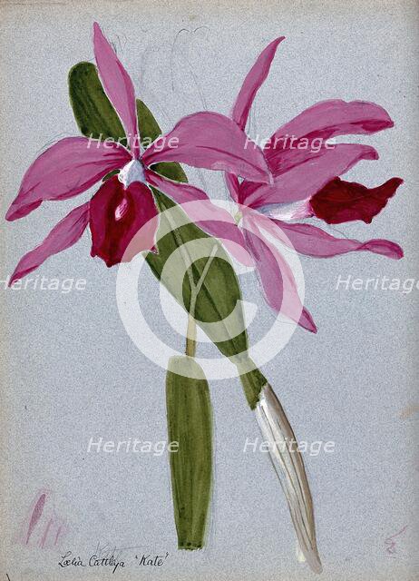 An orchid hybrid (Laelia x Cattleya "Kate"): flowering stem and leaves. Creator: Unknown.