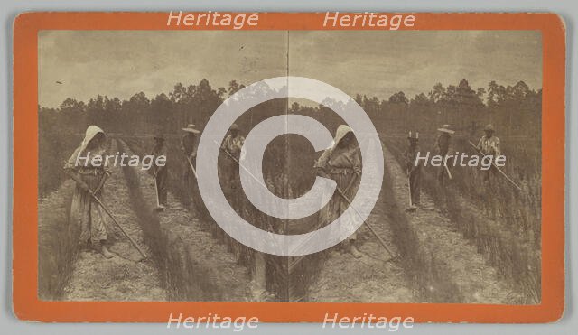 Hoeing Rice, 1876-1888. Creator: O. Pierre Havens.