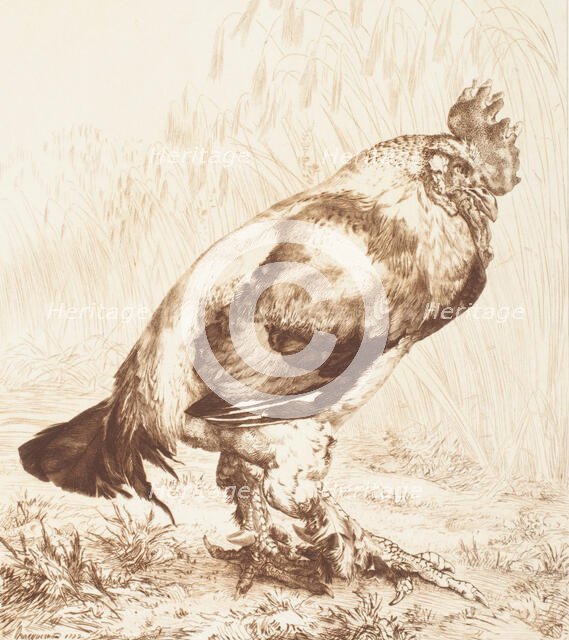 Le Vieux Coq (The Old Rooster), 1882. Creator: Felix Bracquemond.