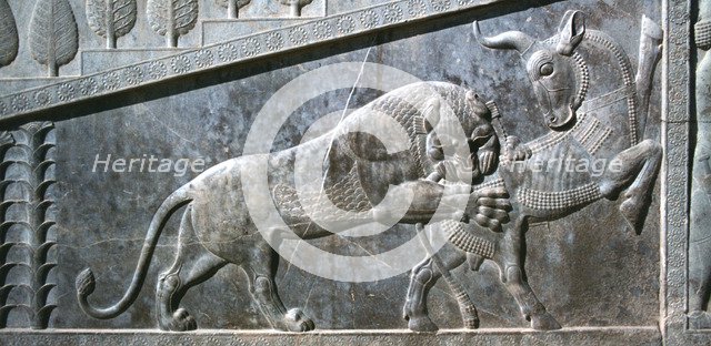 Relief of a bull being attacked by a lion, the Apadana, Persepolis, Iran