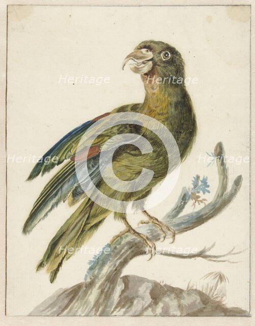 Parakeet, 1670-1719. Creator: Jan Weenix.
