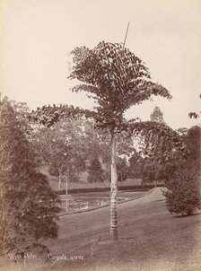 Wine Palm, Caryota Urens, 1860s-70s. Creator: Unknown.