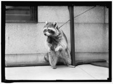 Raccoon, between 1913 and 1917. Creator: Harris & Ewing.
