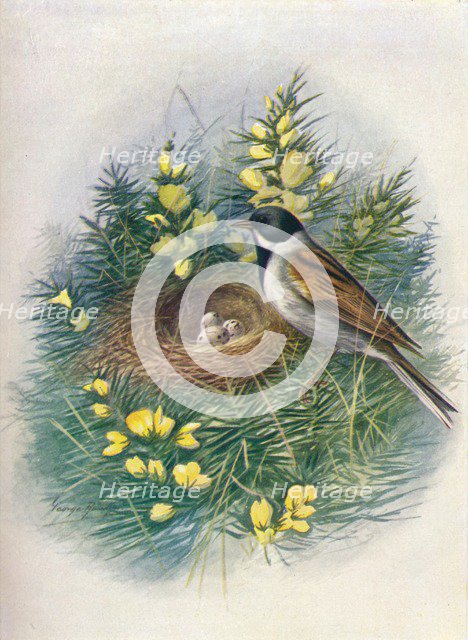 'Reed Bunting - Embri'za schoe'niclus', c1910, (1910). Artist: George James Rankin.