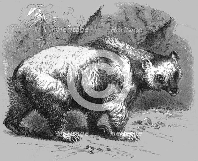'The Brown Bear; Notes of a Naturalist in the North-Western Provinces of India', 1875.  Creator: Charles Horne.