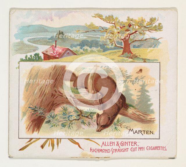 Marten, from Quadrupeds series (N41) for Allen & Ginter Cigarettes, 1890. Creator: Allen & Ginter.