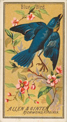 Blue Bird, from the Birds of America series (N4) for Allen & Ginter Cigarettes Brands, 1888. Creator: Allen & Ginter.