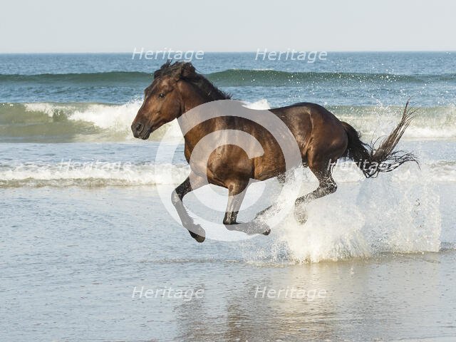 Run Like The Wind. Creator: Eve Turek.