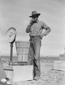 Pea picker at scales, near Calipatria, Imperial Valley, California, 1939. Creator: Dorothea Lange.